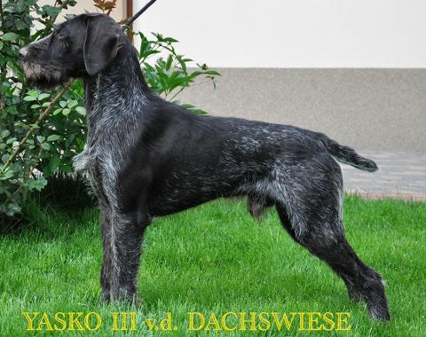Німецький Дратхаар Yasko III von der Dachswiese у стійці