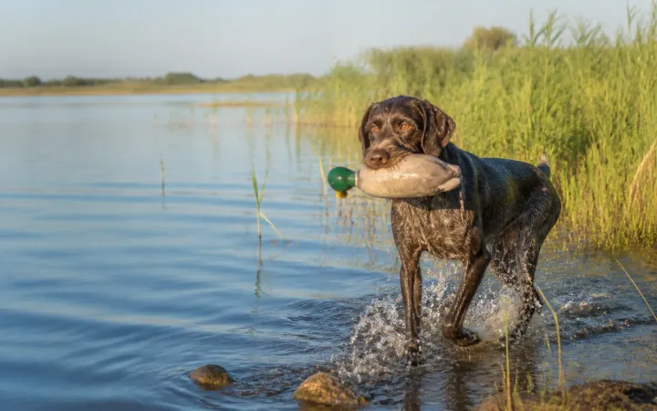 Німецький дратхаар виконує подачу з води